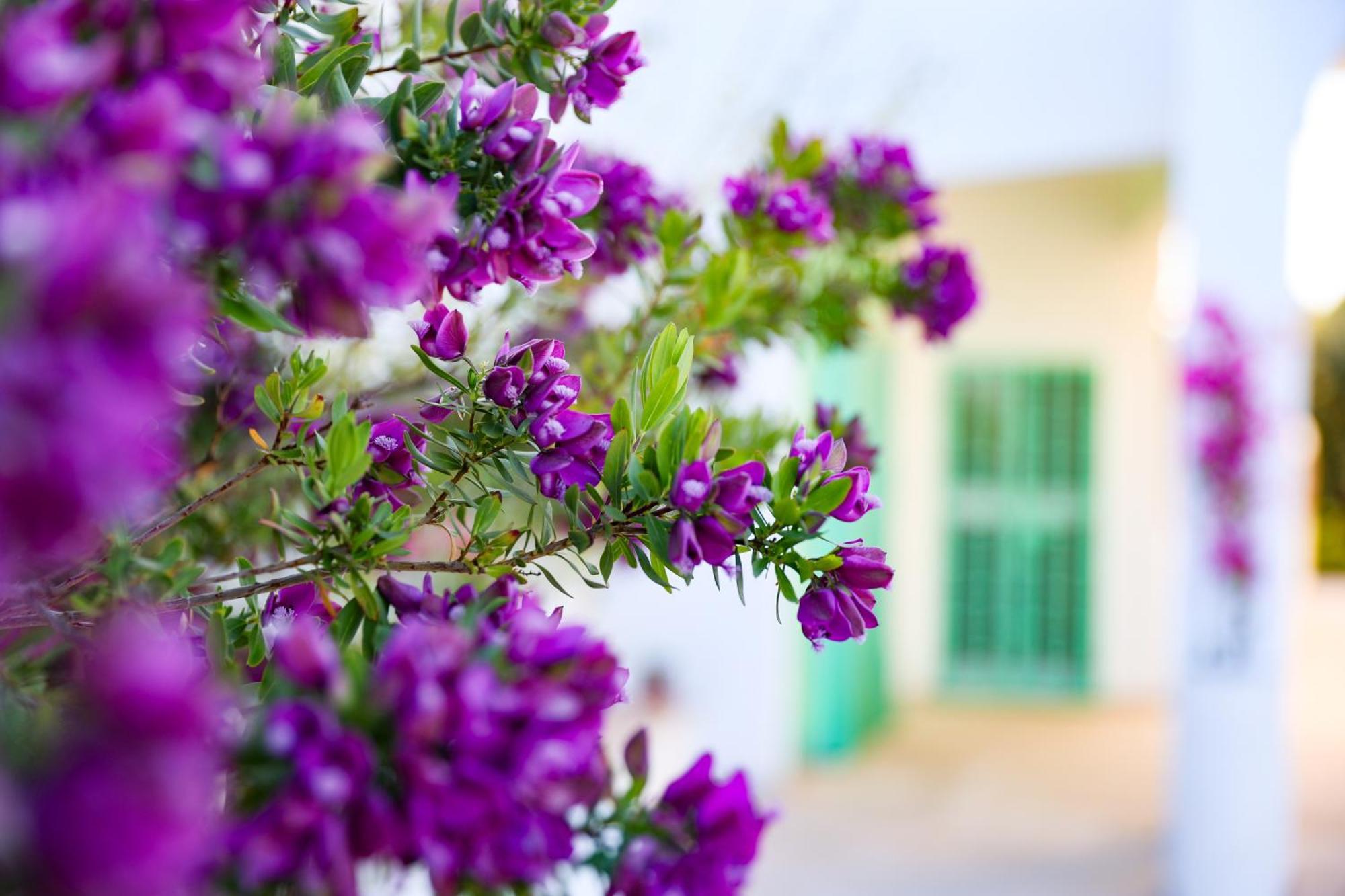Villa Mina Ostuni Exteriör bild